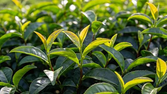 Nhà sản xuất máy cân trà Trung Quốc thúc đẩy làn sóng sản xuất xanh để mở rộng dấu chân ra nước ngoài